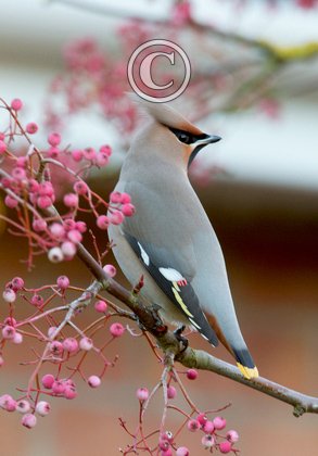 Waxwing DM1525
